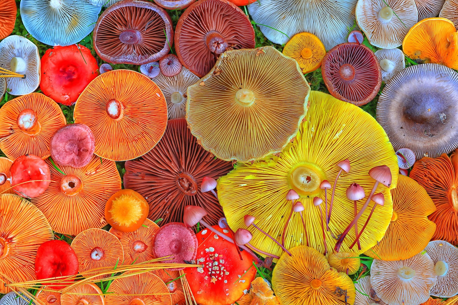 Apollo Psychedelic Harm Reduction Survey Study