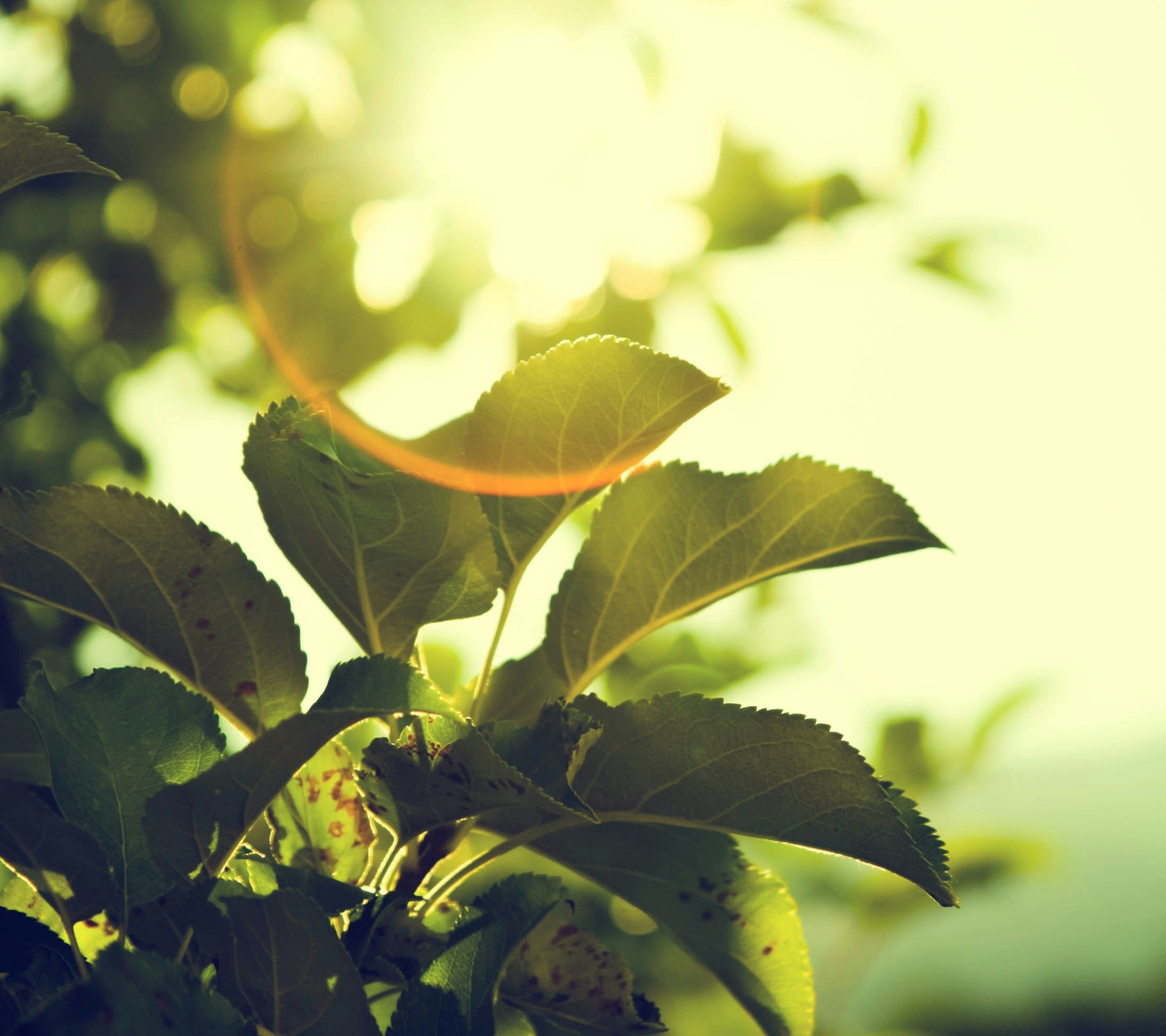 Leaves on a tree with a sun coming through