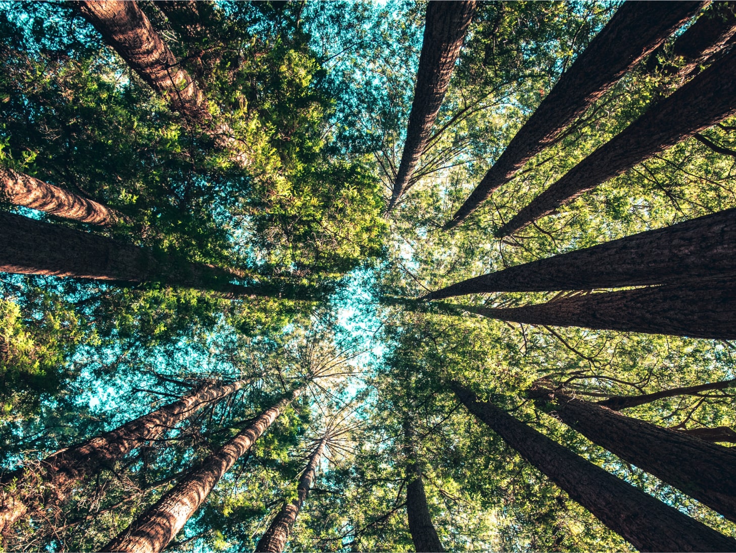 Looking up into the canopy of Redwood trees with green leaves and blue sky poking through.