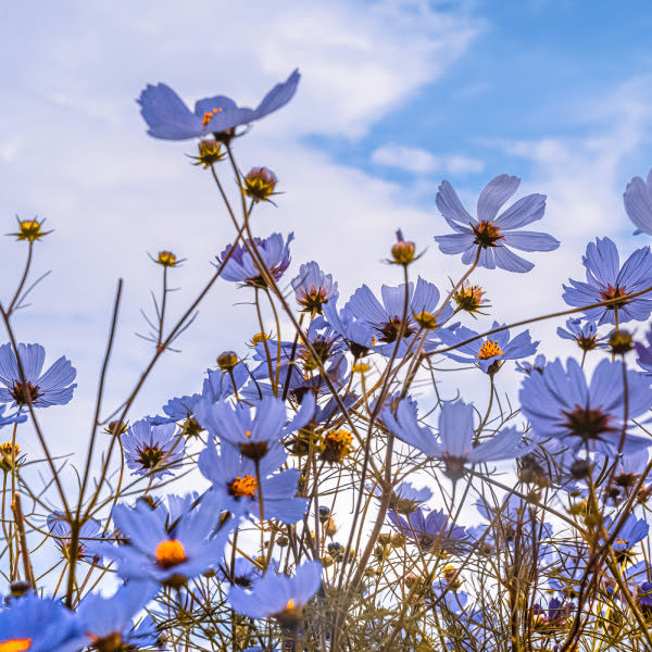 small white daisy wildflowers (white petals and a yellow middle) in front of a blue cloudy sky