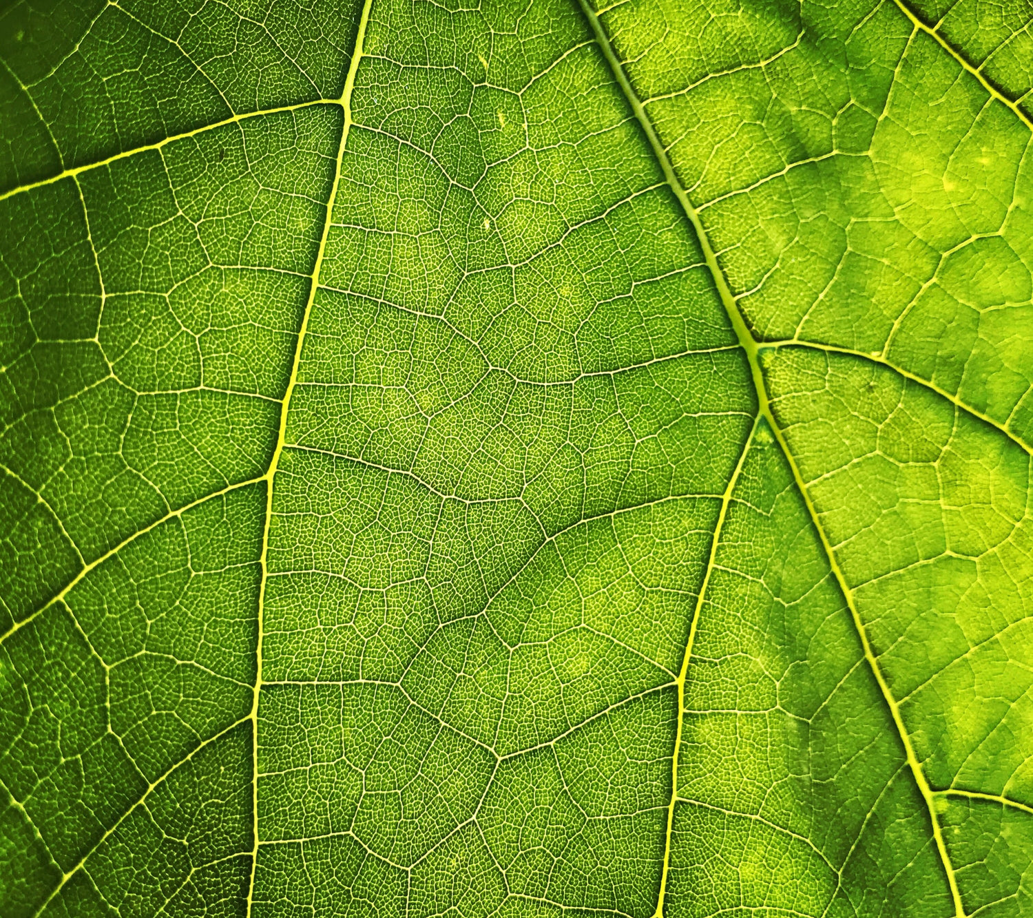 close up photo of a leaf's veins
