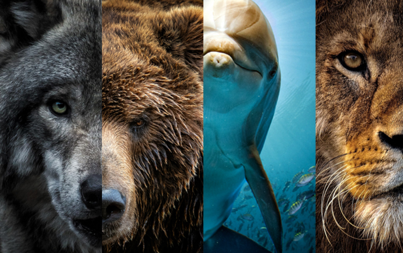 Side by side collage of the following animals: Wolf, bear, dolphin, lion