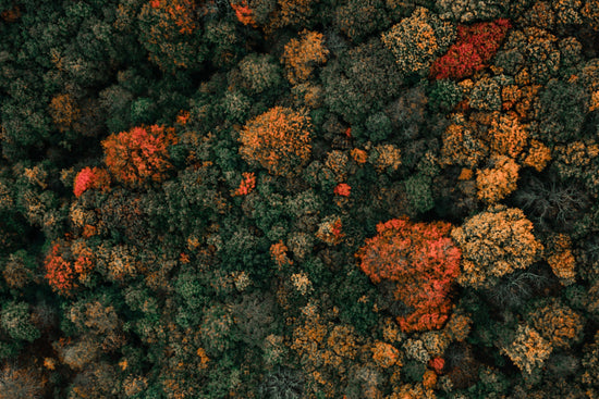 There’s a Vibe for That: Fall Edition