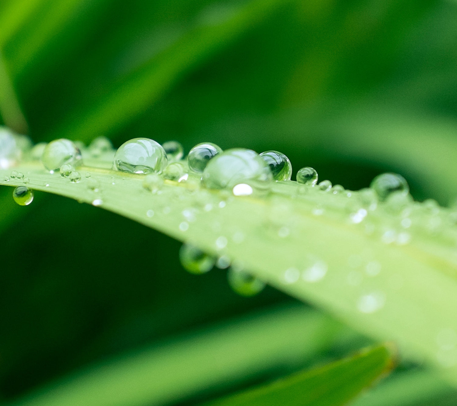 Green blade of grass with droplets of water on it
