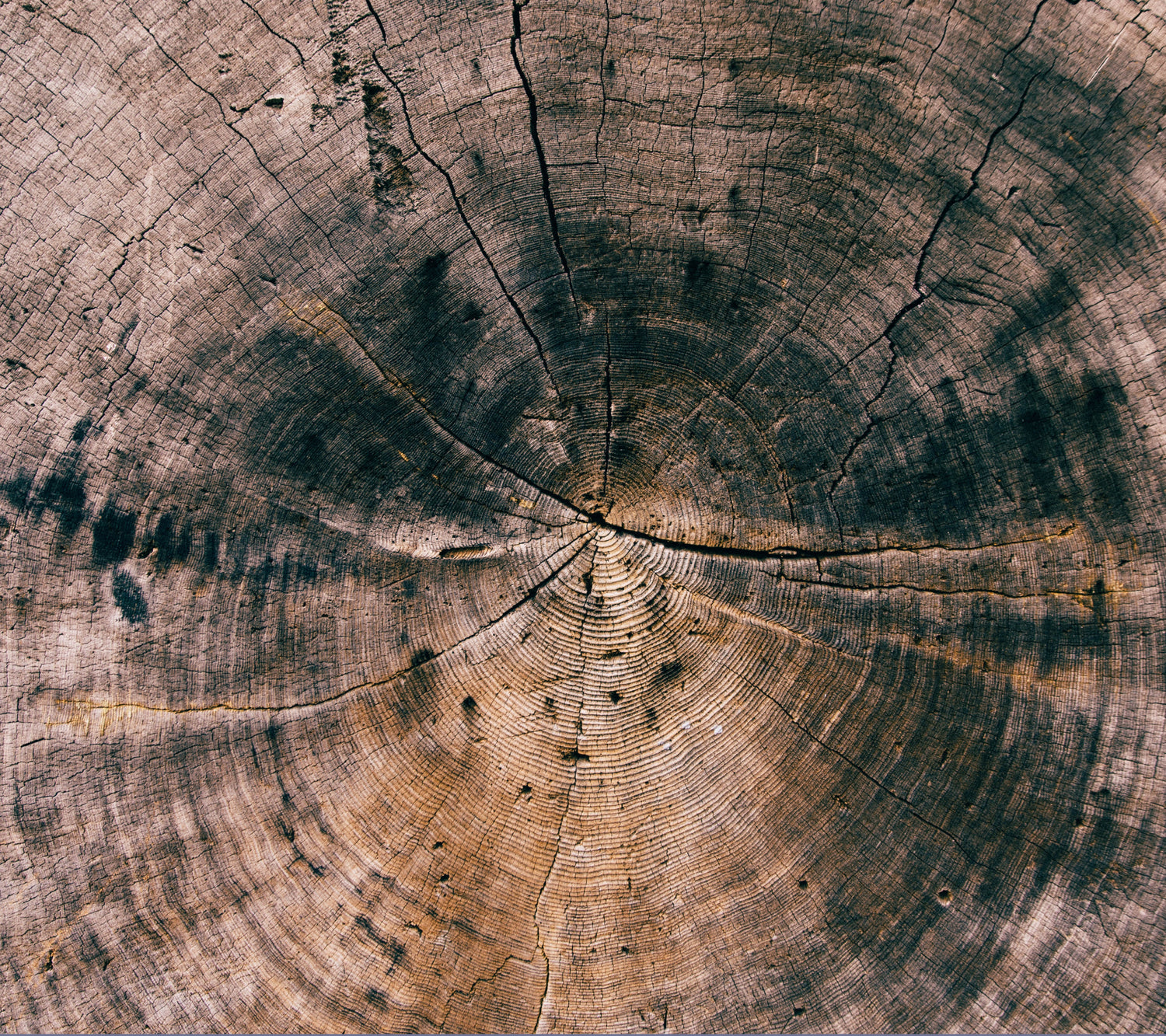 The rings of a old cut tree