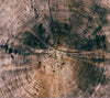 The rings of a old cut tree