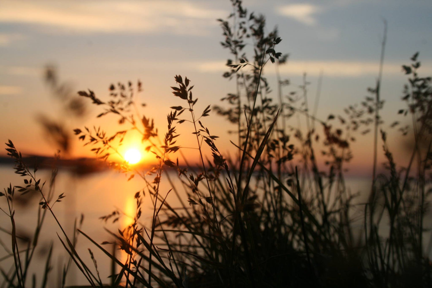 Sunburst in a sunrise or sunset coming through the reeds over a river