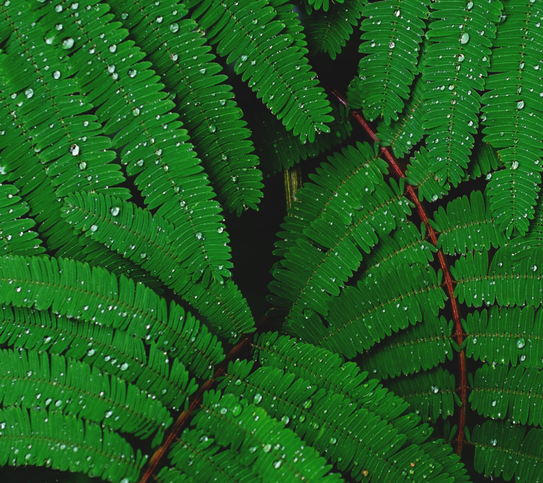aerial view of green ferns with water droplets