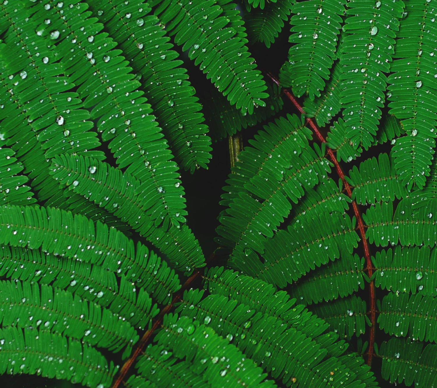 aerial view of green ferns with water droplets