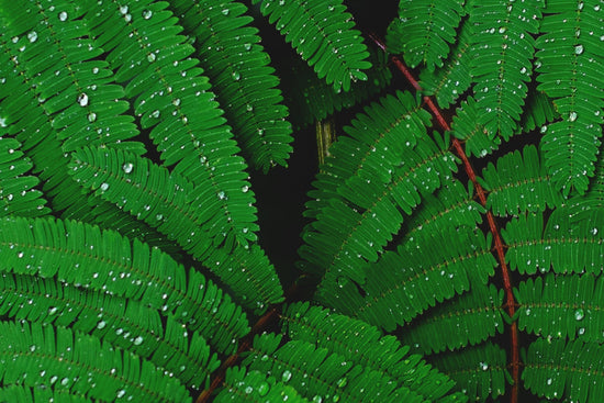 aerial view of green ferns with water droplets