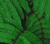 aerial view of green ferns with water droplets