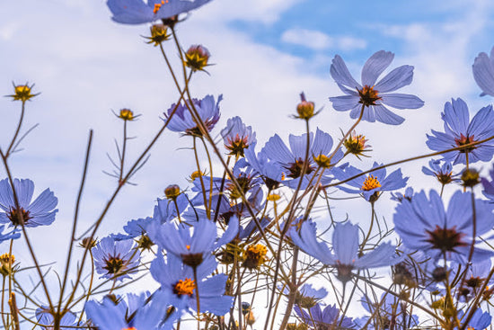 small white daisy wildflowers (white petals and a yellow middle) in front of a blue cloudy sky
