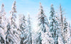 Snow covered tall pine trees with a light blue sky in the background.