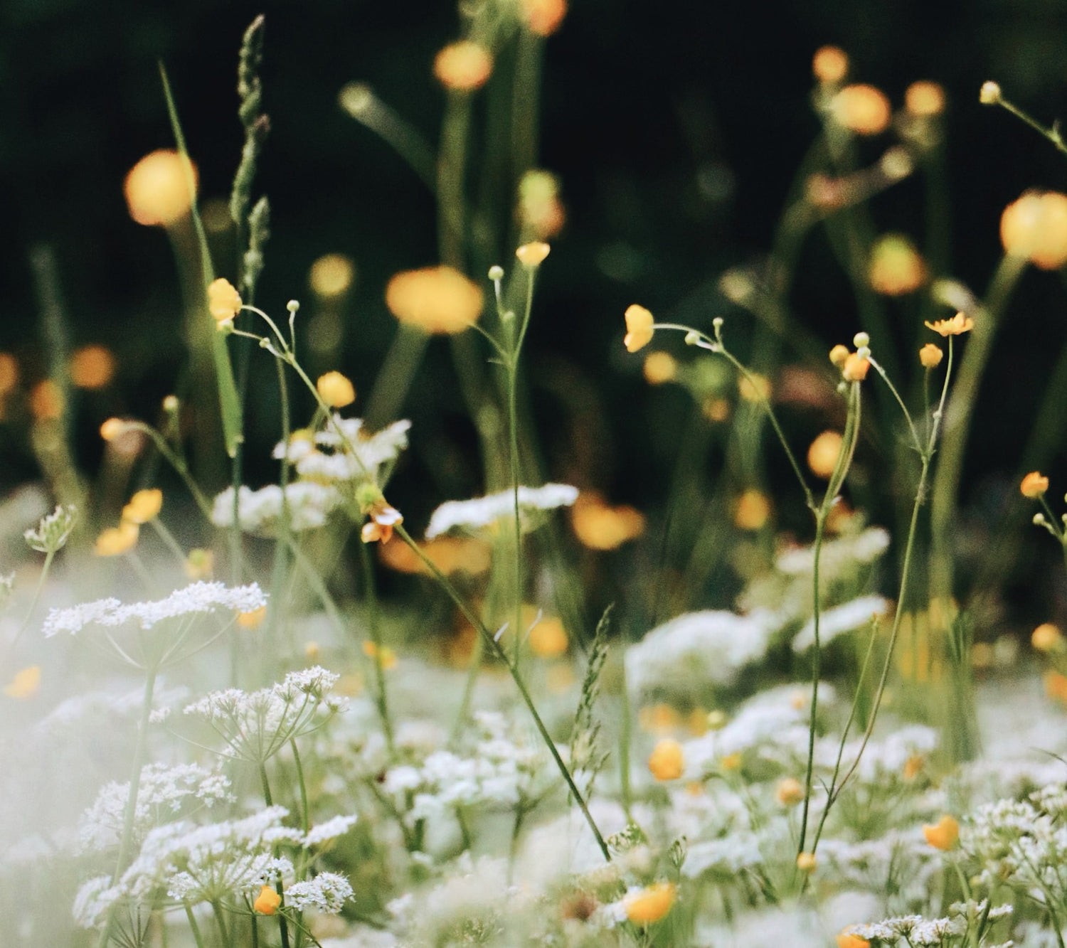 Wildflowers in the spring out of focus - white baby's breath flowers and orange california poppies