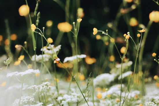 Wildflowers in the spring out of focus - white baby's breath flowers and orange california poppies